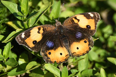 Junonia hierta cebrene