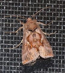 Chrysodeixis subsidens