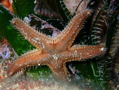 Astropecten spinulosus