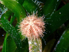 Psammechinus microtuberculatus