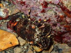 Scyllarus arctus