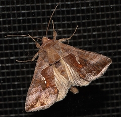 Chrysodeixis subsidens