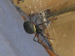 Nephilingis cruentata