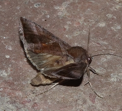 Chrysodeixis subsidens