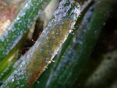 Styelidae