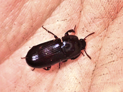 Uloma tenebrionoides