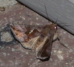 Chrysodeixis subsidens