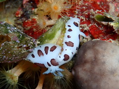 Peltodoris atromaculata