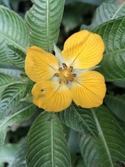 Ludwigia elegans