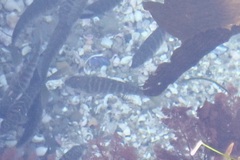 Kyphosus azureus