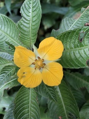 Ludwigia elegans