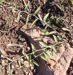 Ditaxis humilis