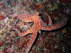 Callistoctopus macropus
