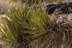 Yucca baccata