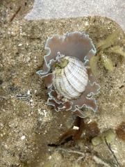 Hydatina physis