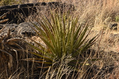 Yucca baccata