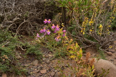 Alstroemeria philippii