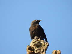 Corvus monedula spermologus