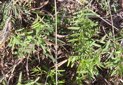 Vicia ludoviciana