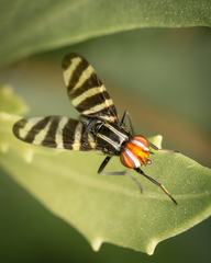 Pterotaenia fasciata