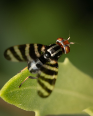 Pterotaenia fasciata