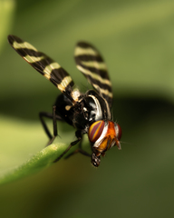 Pterotaenia fasciata