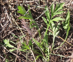Ratibida columnifera