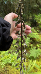 Gastrodia cunninghamii