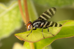 Pterotaenia fasciata