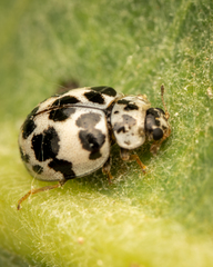 Psyllobora picta