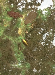 Xiphophorus variatus