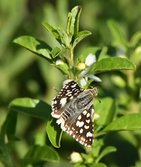 Spialia spio