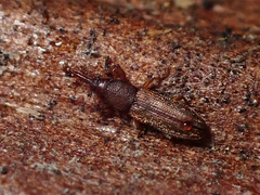 Arecocryptus bellus