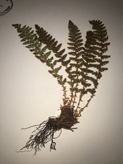 Dryopteris fragrans