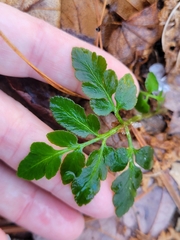 Sceptridium oneidense