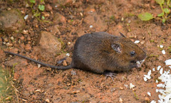 Melanomys caliginosus