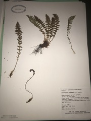 Dryopteris fragrans