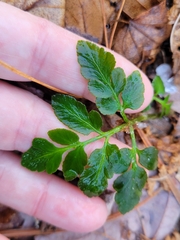 Sceptridium oneidense