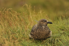 Stercorarius skua