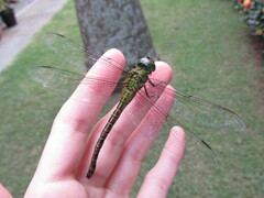 Coryphaeschna adnexa