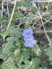 Phacelia distans