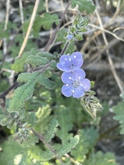 Phacelia distans