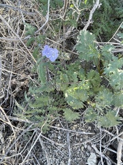 Phacelia distans