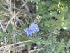 Phacelia distans