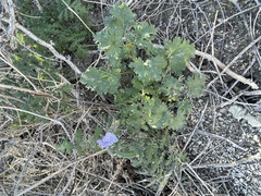 Phacelia distans