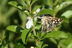 Spialia spio