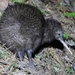 North Island Brown Kiwi - Photo (c) hamishg, some rights reserved (CC BY-NC), uploaded by hamishg