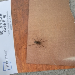 Agelenidae