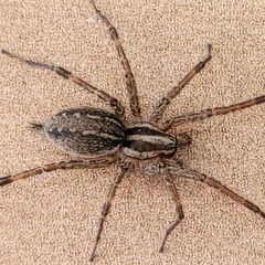 Agelenidae