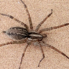 Agelenidae